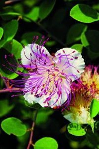 Capparis spinosa8