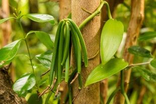 shutterstock_171681680