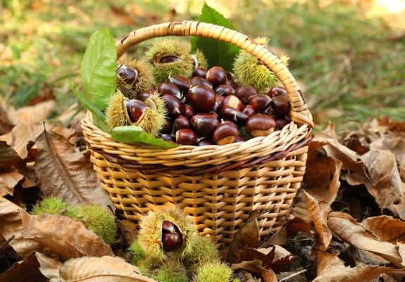 shutterstock_103414901