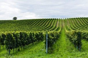 shutterstock_63222412