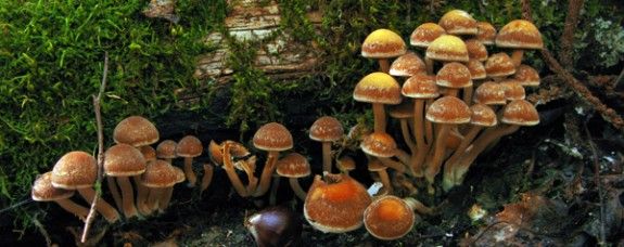 mushroombanner