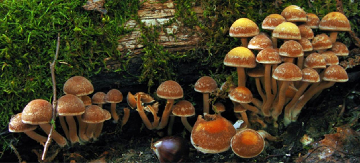 mushroombnr
