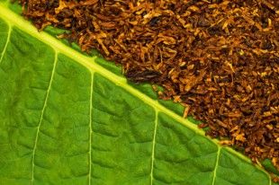 tobacco