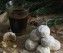 kourabies