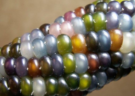 corn anoigma
