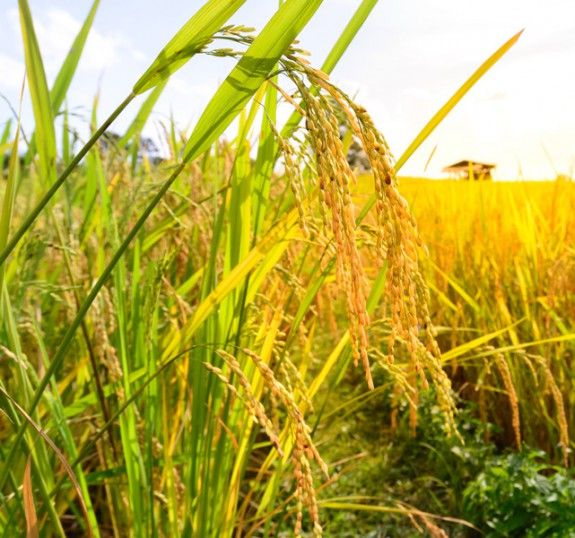 anoigma-golden-rice