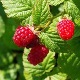 berries-anoigma