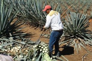 tequila1