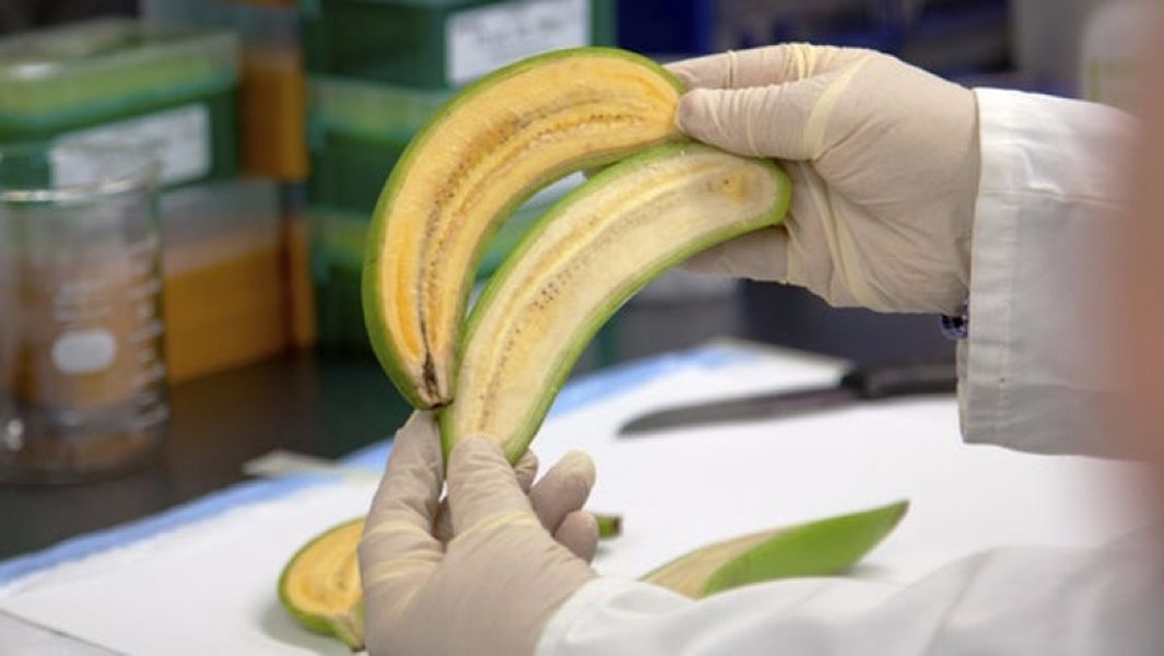 banana-anoigma