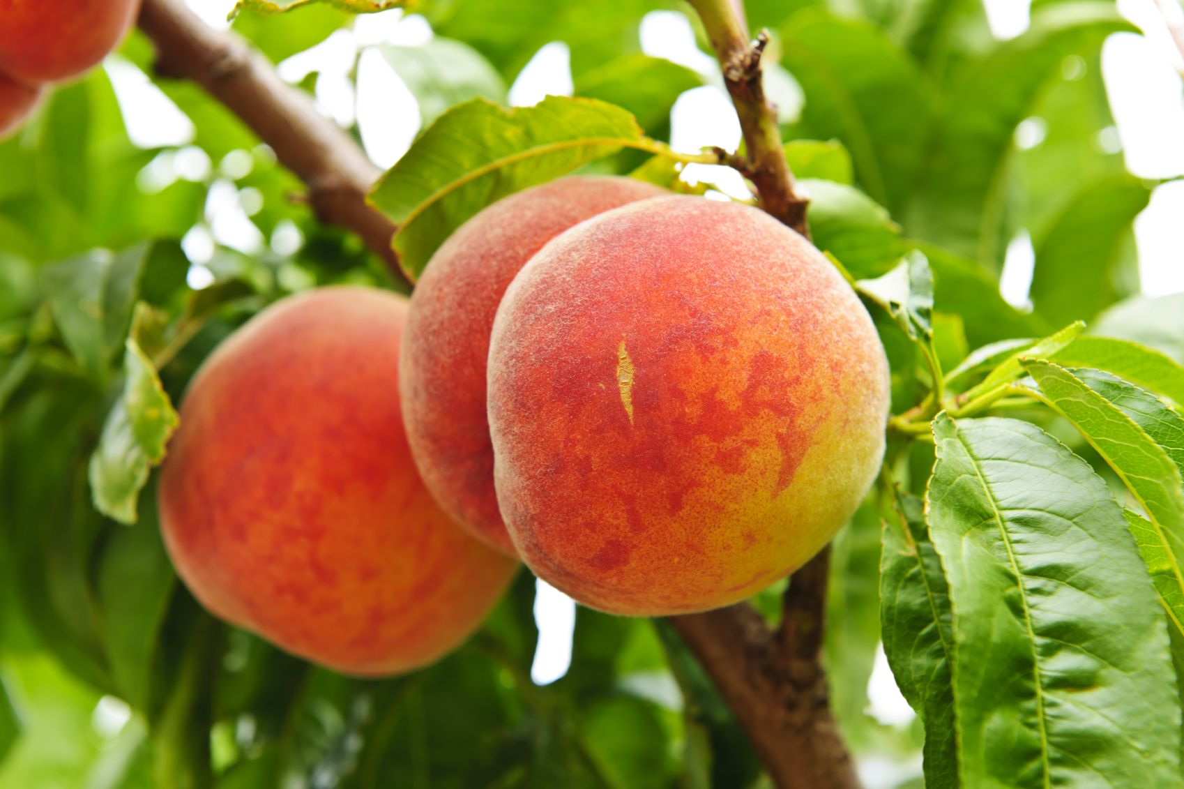 Peaches on tree