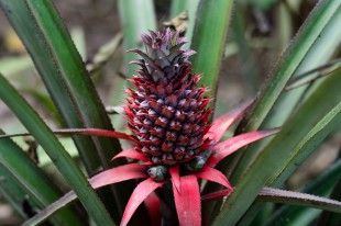 roz ananas2