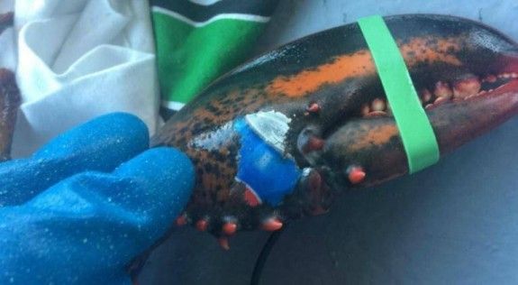 lobster-claw