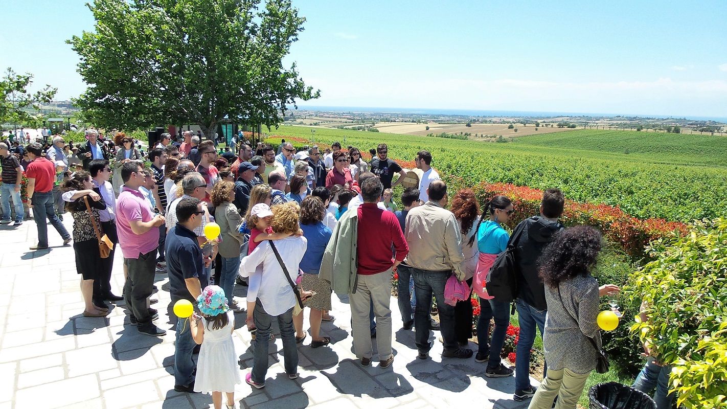 4_Vineyard