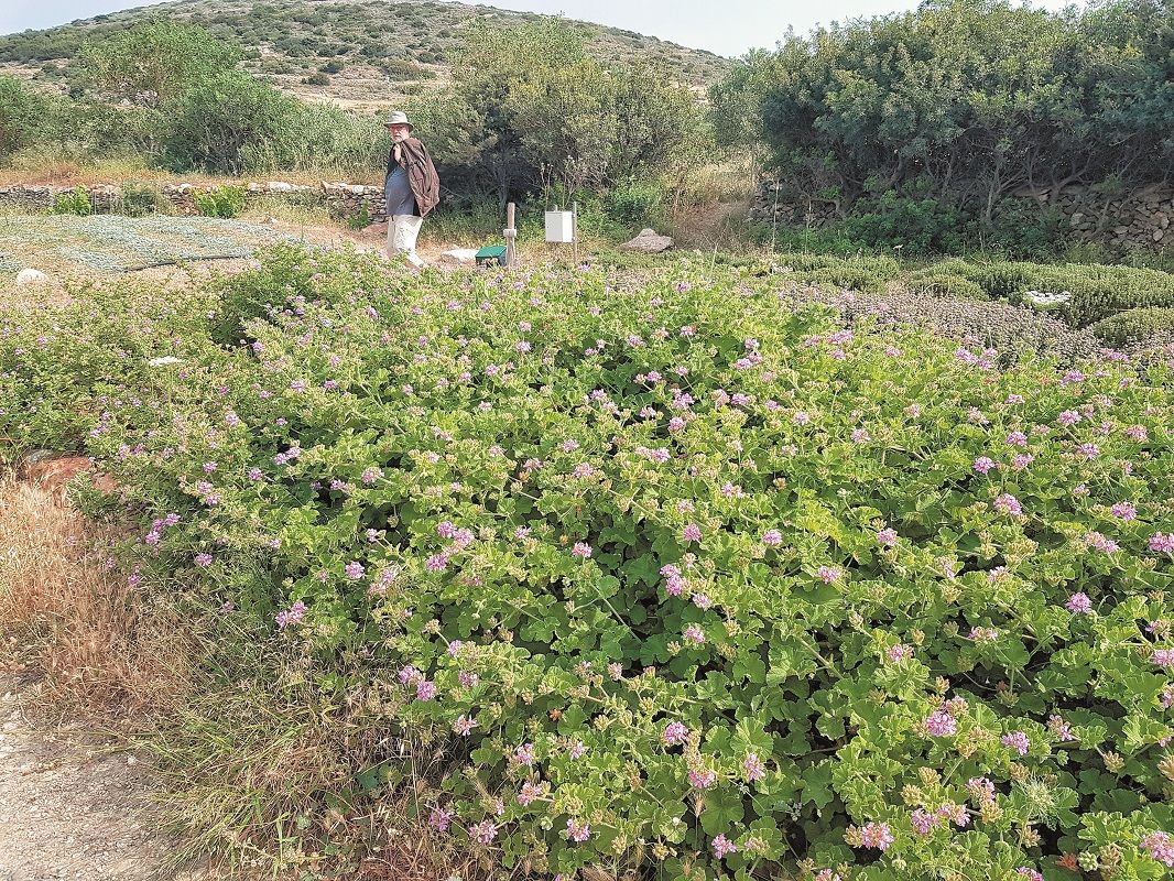 Agroktima paros