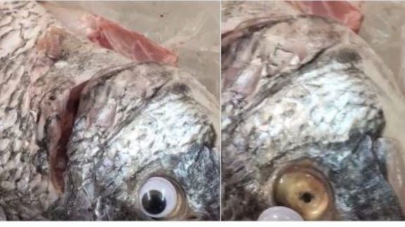 fish3232