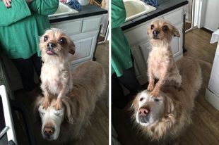 20181101154716_funny-hungry-dogs-begging-food-10-5b44ad610a962__605