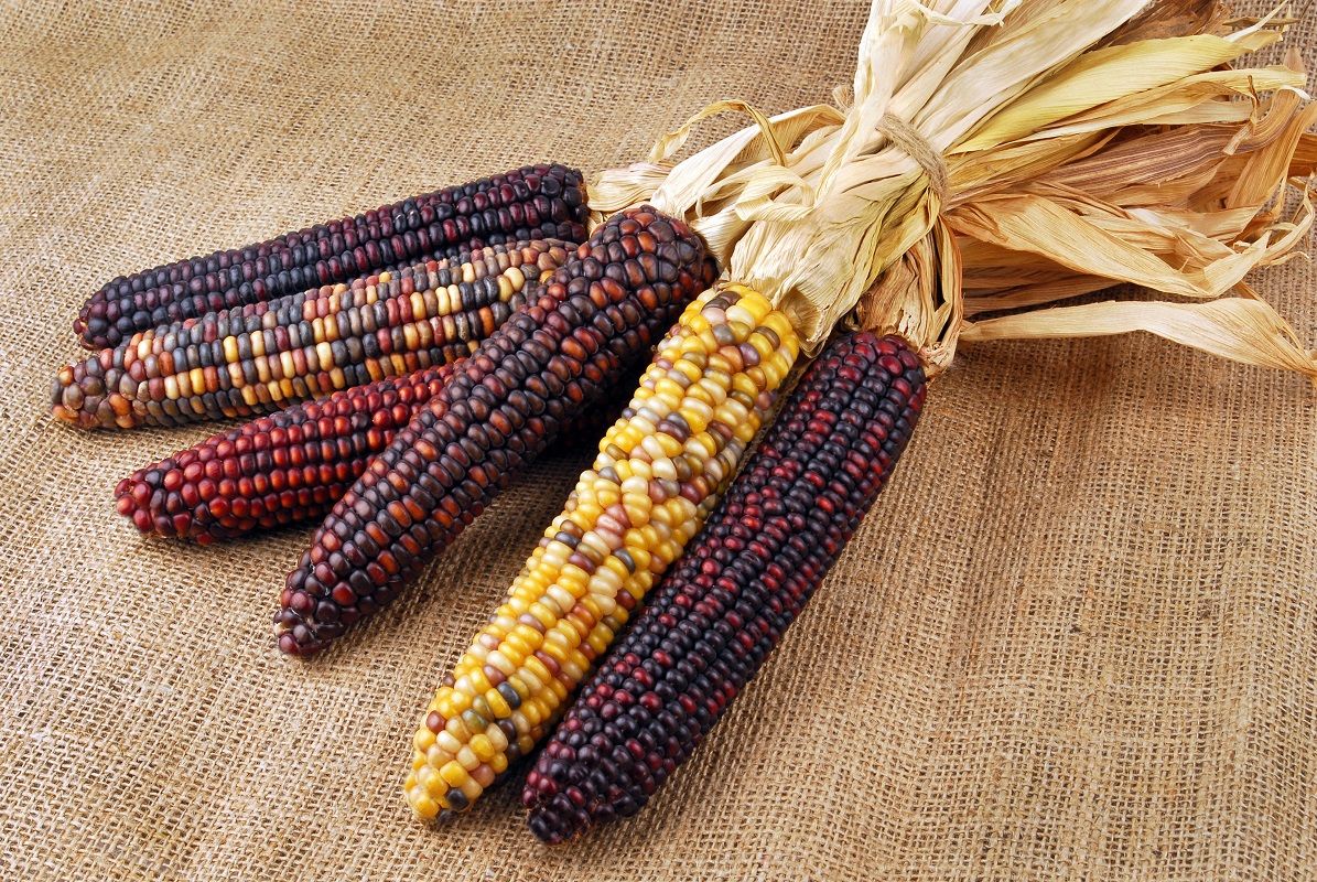 Cob corn Indian on hessian fabric