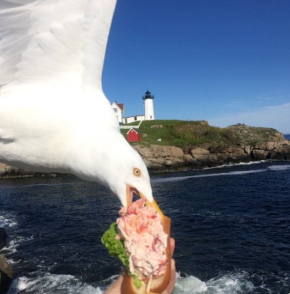 seagull