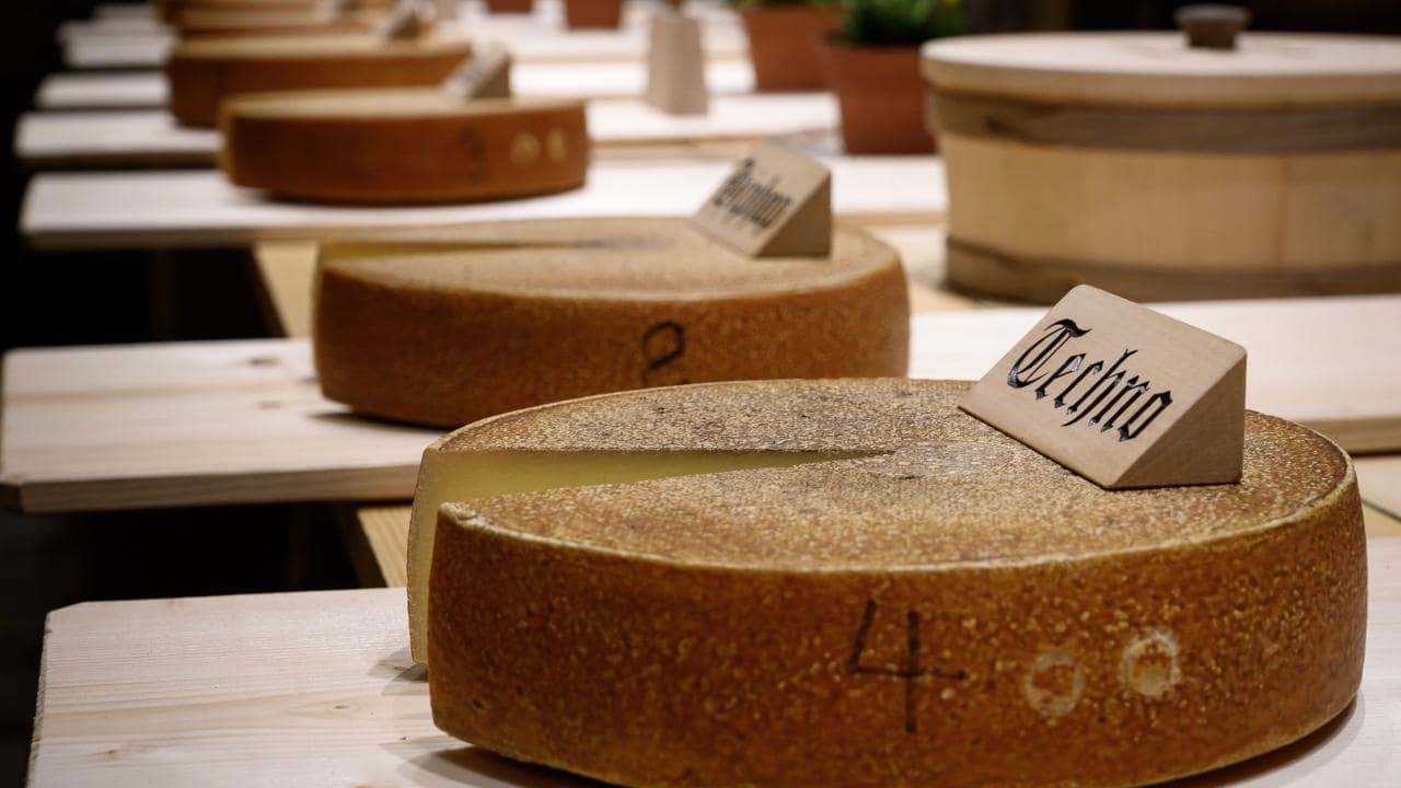 techno-cheese-3