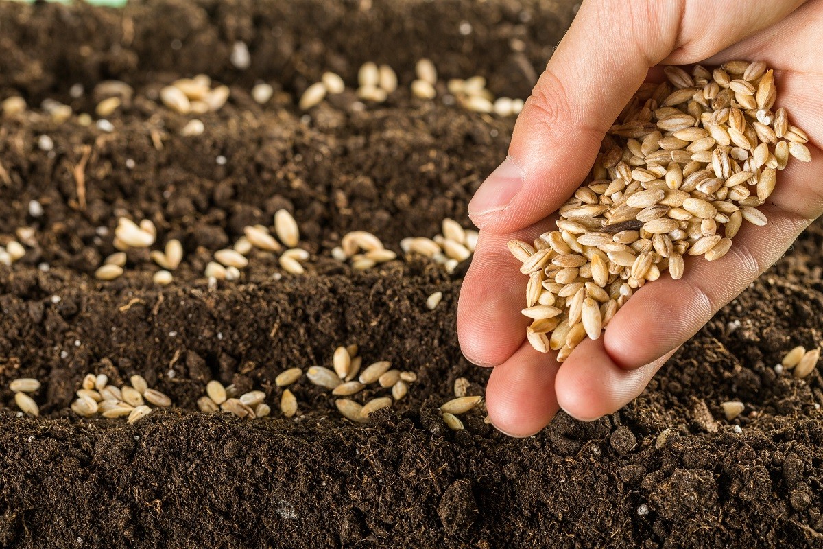 Seed.