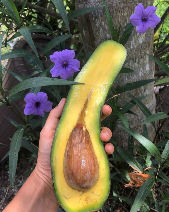 avocado