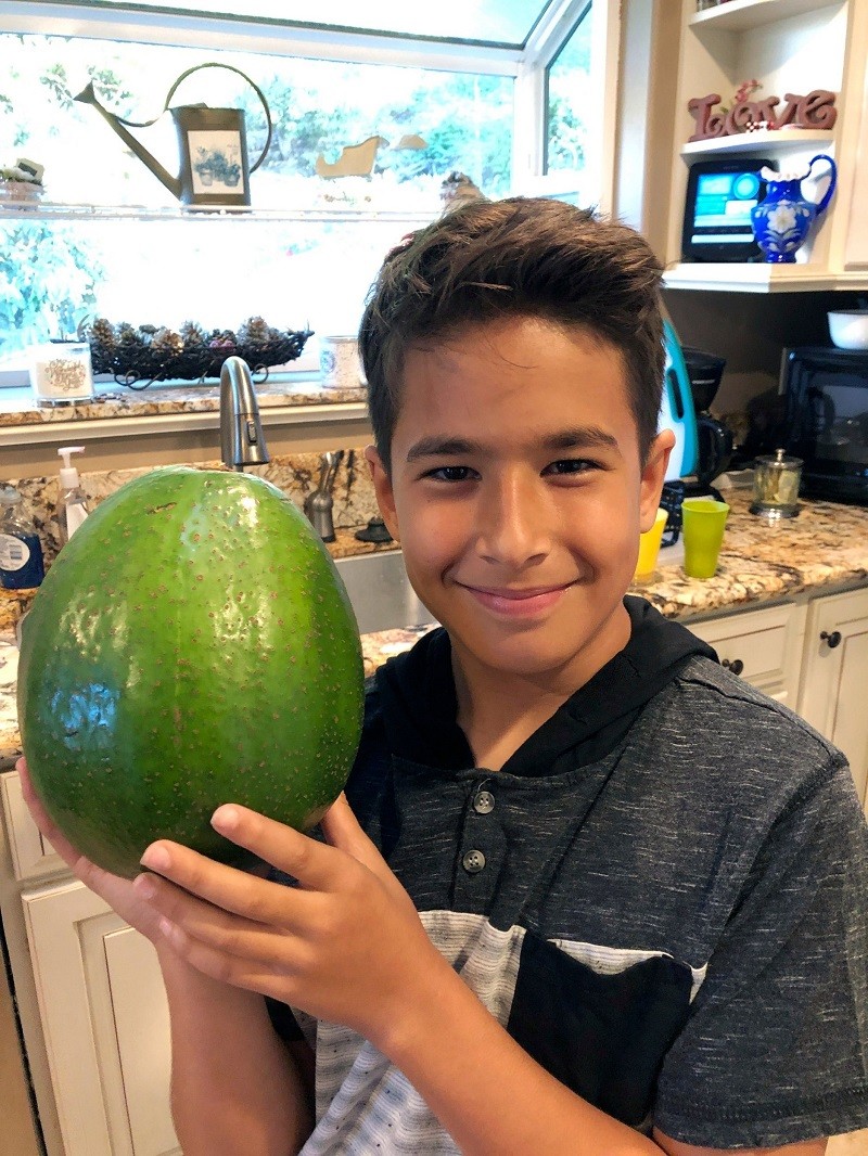 avocado-guinness
