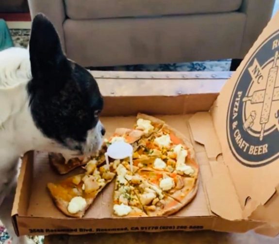 dogpizza1