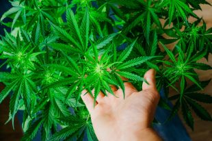 Growing indoor cultivation. Cannabis flowers. Medical cannabis and legalization of marijuana. Planting weed. Top view. Green background. Marijuana leaves. Marihuana plants close up.