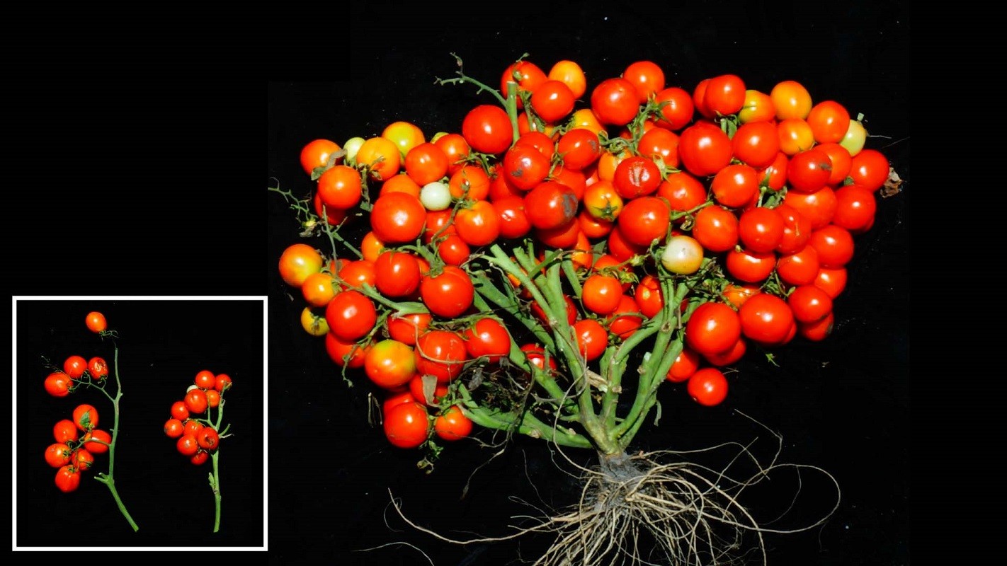 tomatoes