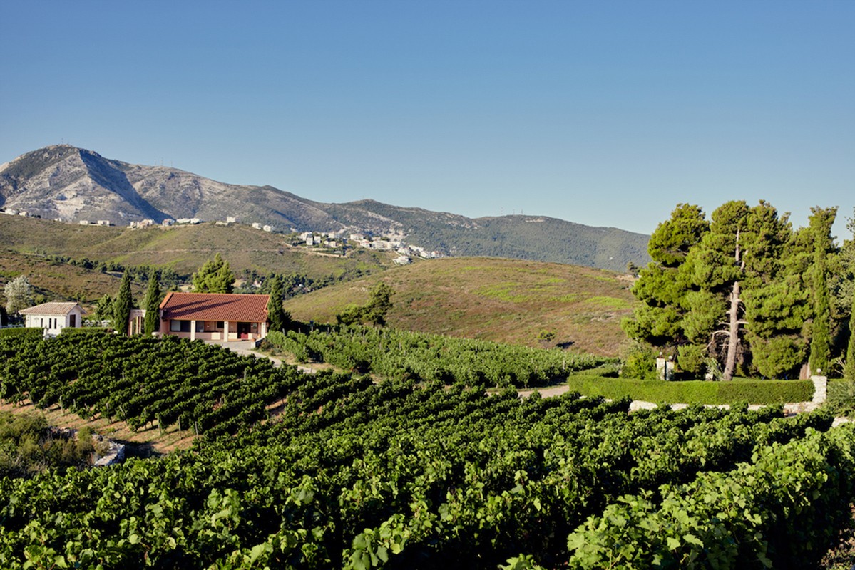 vineyard2_kokotos