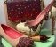 Cake shoes