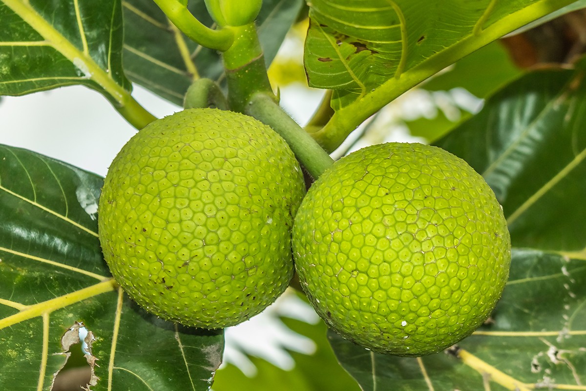 breadfruit1