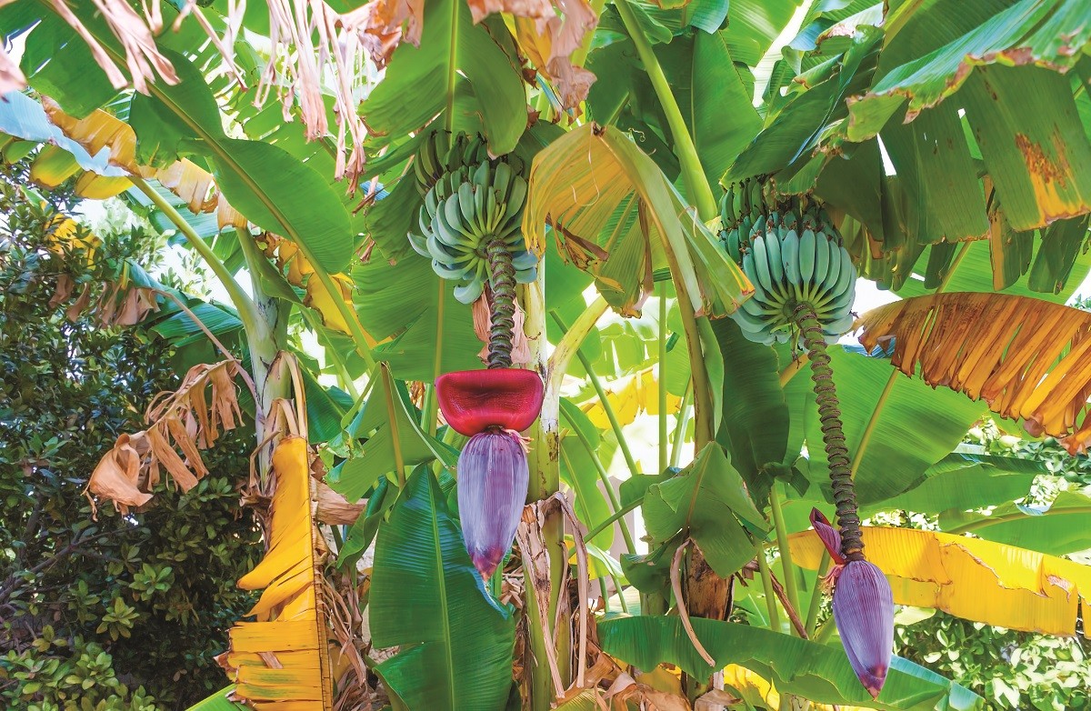 The banana flower