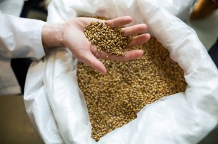 Close-up of brewer showing grains at brewery factory