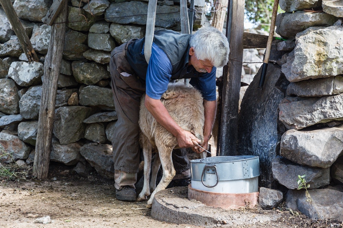 The early stage of cheese production