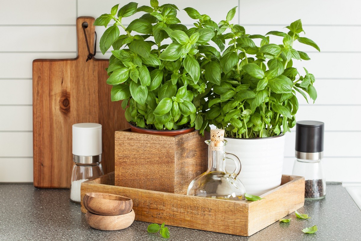 fresh basil herb in pot olive oil kitchen