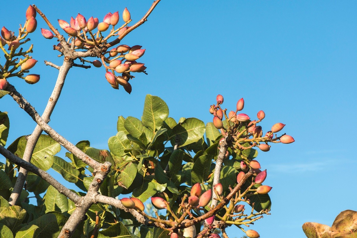 Pistachio tree branch