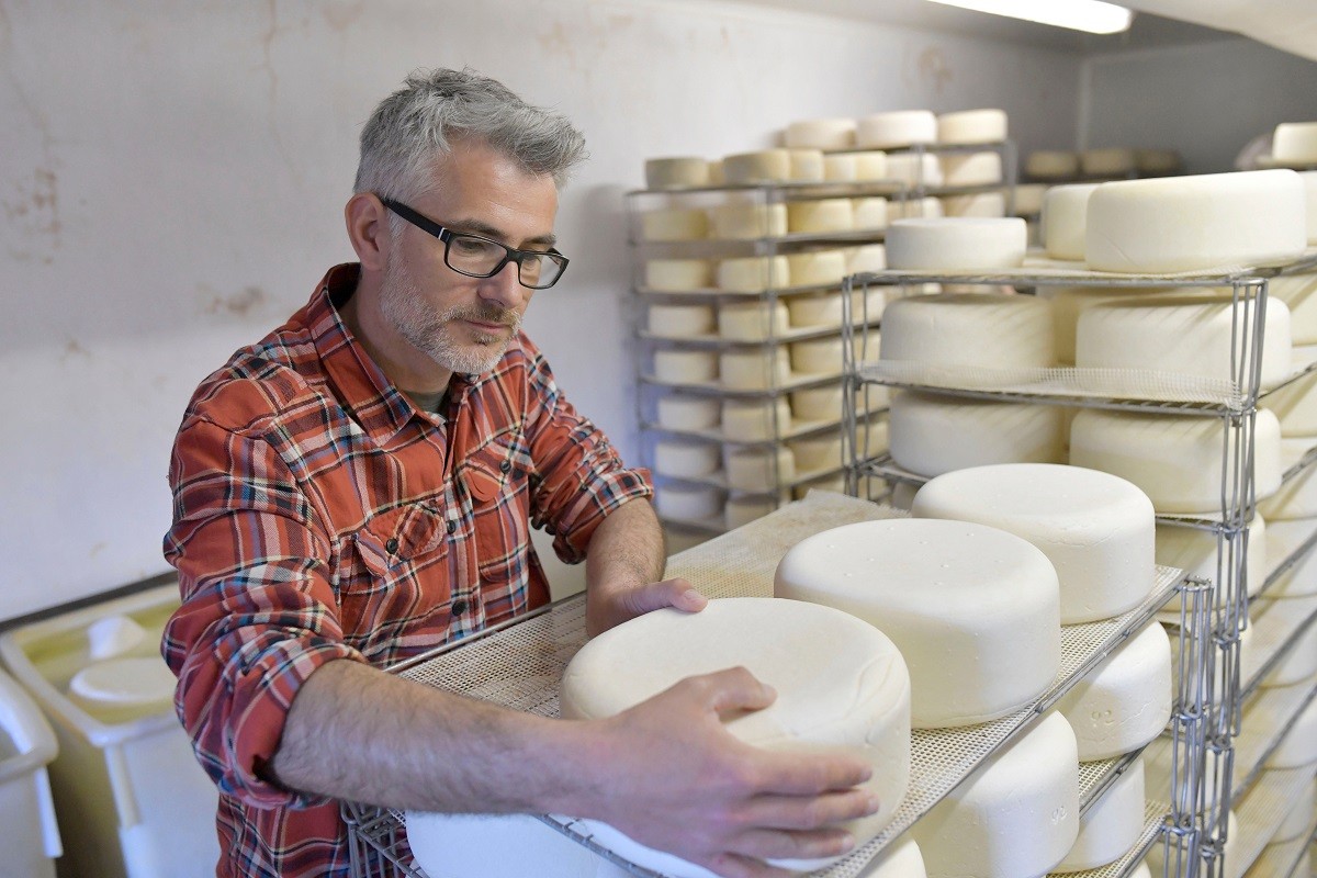 Cheese maker checking production in cheese cellar