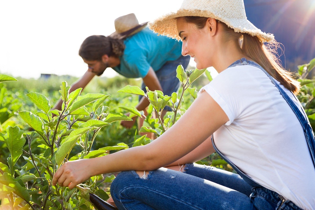 Young horticulturist couple harvesting fresh vegetables in the g