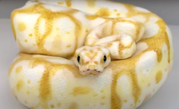 SNAKE VIRAL