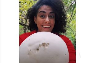manitaria2