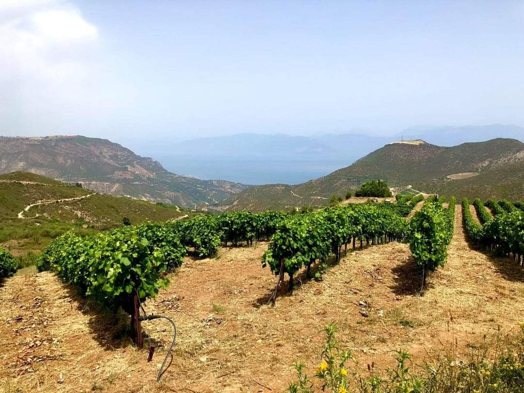 Patras Wine Club
