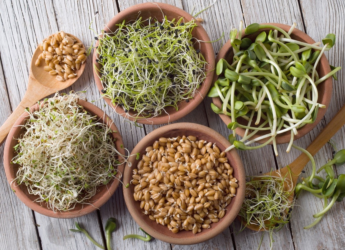 germinated seeds