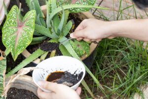Coffee grounds being added to alovera plant as natural organic fertilizer rich in nitrogen for growth