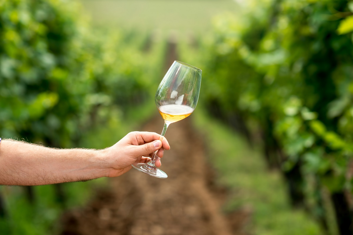 Holding wine glass on the vineyard