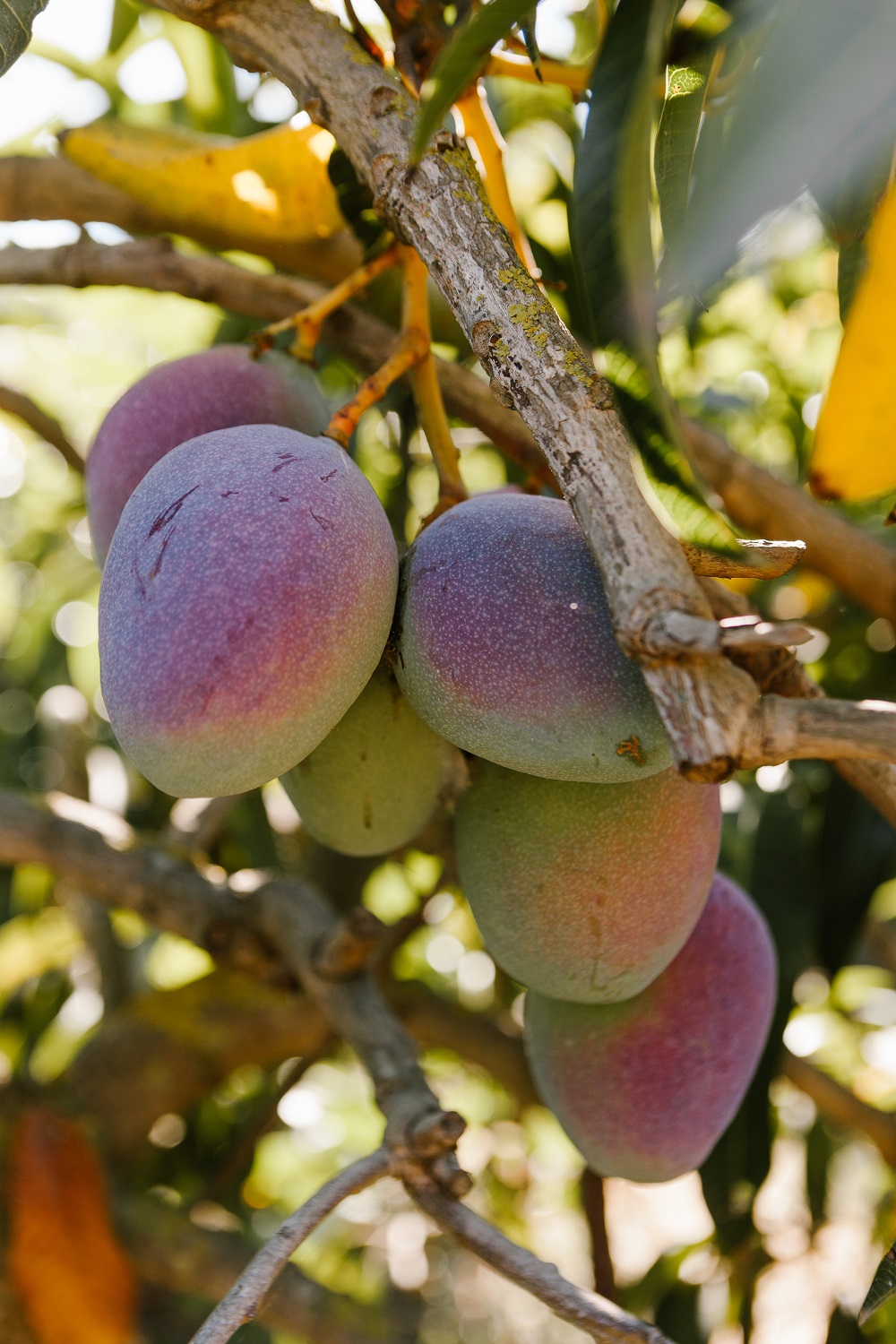 Mango