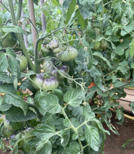 ntomata_small