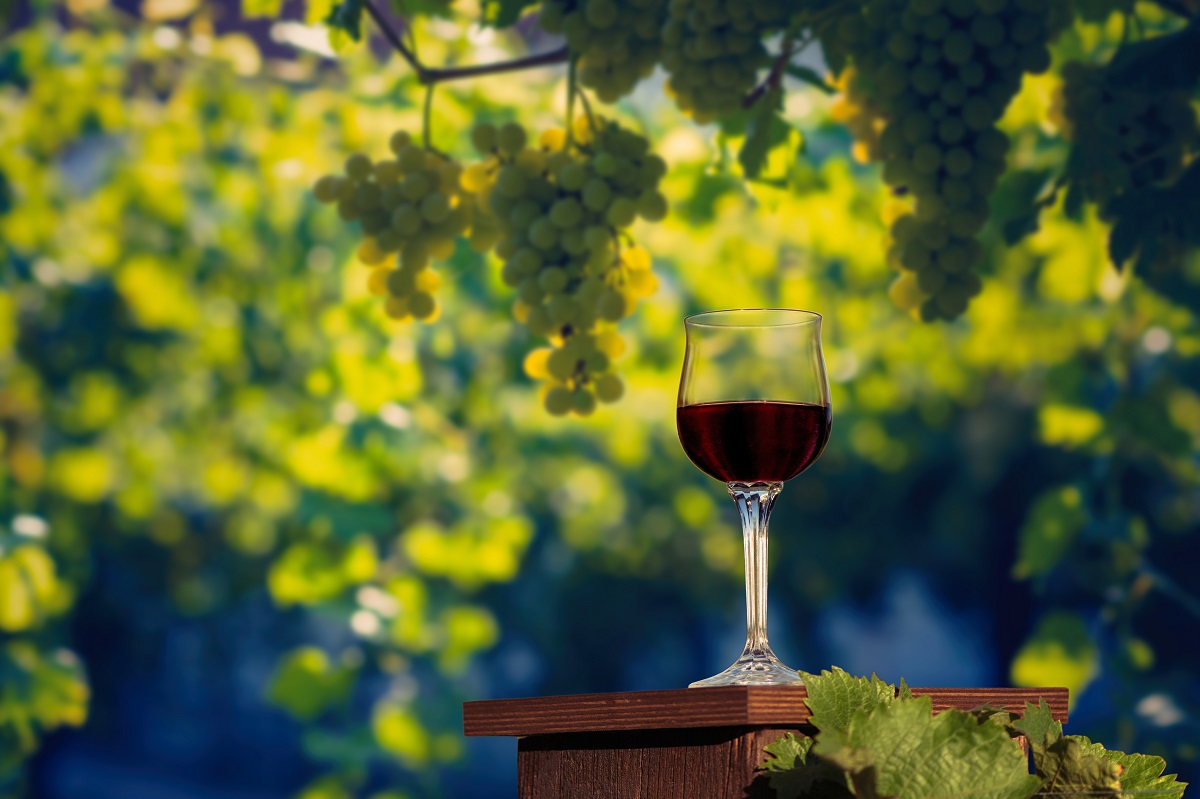 A,Glass,Of,Red,Wine,In,A,Vineyard,On,A