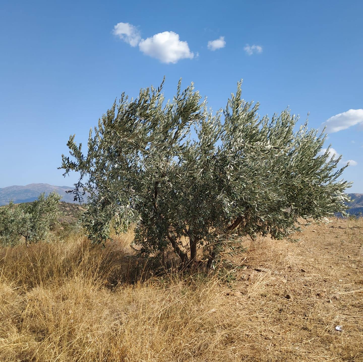 Kondea 2