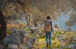 Walk,In,Olive,Grove,,Harvest,Ready,To,Produce,Extra,Virgin
